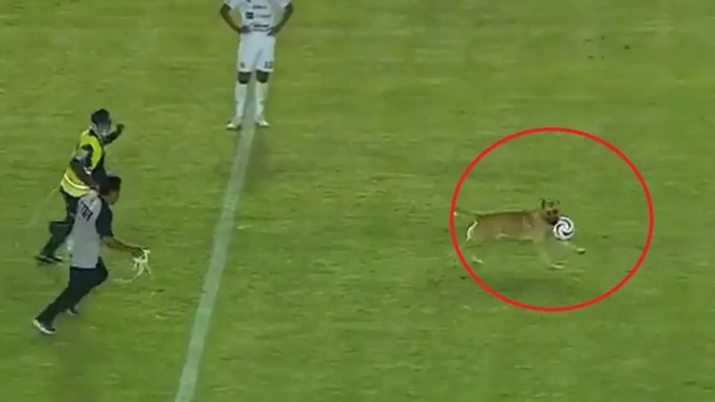 بالفيديو: كلب يقتحم مباراة في الدوري المكسيكي ويخطف الكرة