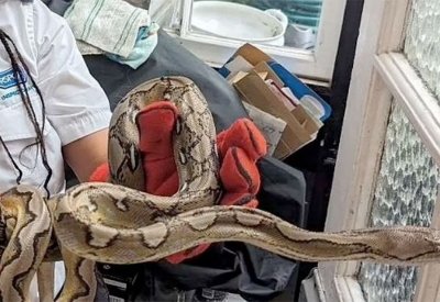 أفعى في المنزل.. ظاهرة الزواحف الهاربة تنفجر بهذه الدولة