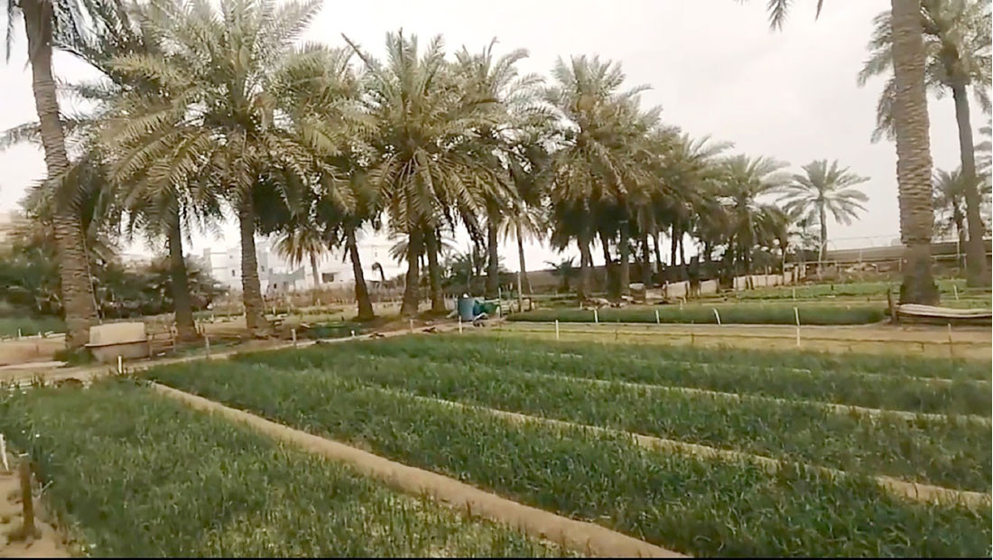 جانب من مزرعة “كفل خور” في العكر الشرقية