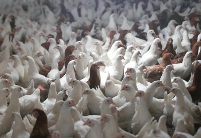 إنتاج الدواجن يبلغ 85 ألف طن و91 مليون بيضة