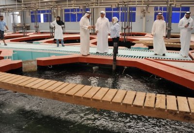 ارتفاع الإنتاج من المزارع السمكية الى 162 طنًا