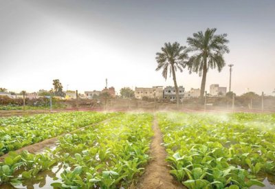 8 محميات طبيعية للزراعة على مساحة 11 مليون قدم