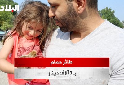 بالفيديو: طائر حمام بـ 3000 دينار