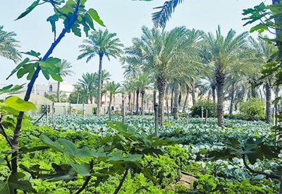 لا إجراءات كافية لاستغلال 9 أراضي زراعية بهورة عالي.. "البلديات": تصور متكامل حول الأغراض والأهداف