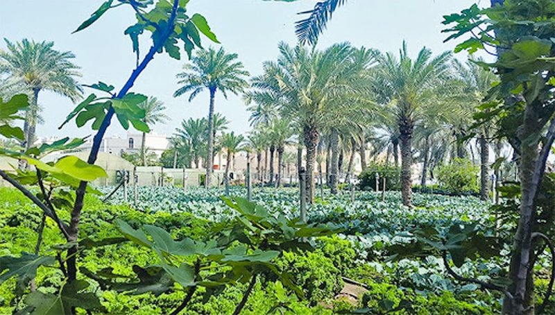 لا إجراءات كافية لاستغلال 9 أراضي زراعية بهورة عالي.. "البلديات": تصور متكامل حول الأغراض والأهداف