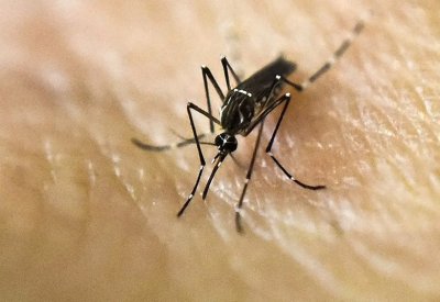 الولايات المتحدة تجيز أول لقاح مضاد للشيكونغونيا