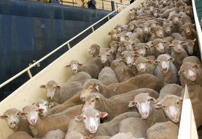 طفرة في أعداد الأغنام تدفع مزارعي هذه الدولة للتبرع بها مجانًا!