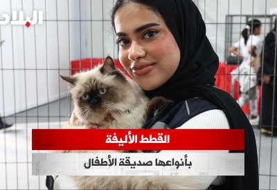 بالفيديو: القطط الأليفة بأنواعها صديقة الأطفال