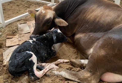 “بركة”.. أول مولوده في  قسم البقر بمعرض “مراعي”