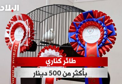 بالفيديو: طائر كناري بأكثر من 500 دينار