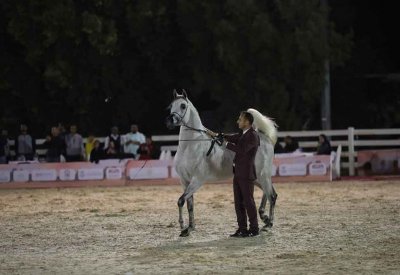 إسدال الستار على فعاليات بطولة البحرين الوطنية والخيل ذات السلالة المصرية