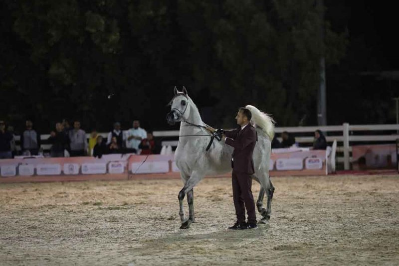 إسدال الستار على فعاليات بطولة البحرين الوطنية والخيل ذات السلالة المصرية