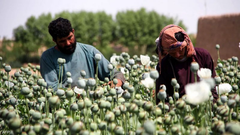 دولة جديدة تنتزع لقب "أكبر منتج للأفيون في العالم"