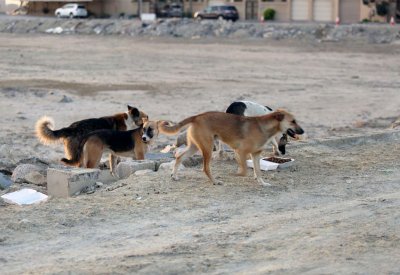 فرج: 50% انخفاض شكاوى المواطنين من انتشار الكلاب السائبة