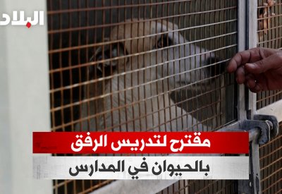 بالفيديو: 700 بلاغ ضد مسيئين للحيوانات.. وفرج تنكر لاختراق عالم مراهنات صراع "دق الكلاب"