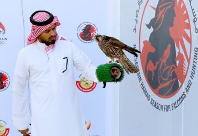 الصقار البحريني محمد العجمي بطلا لكأس العلا للصقور