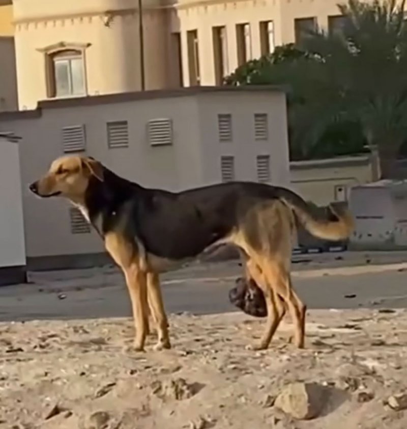 بالفيديو:  "كلب سند".. متورم يحذر الكمائن.. برصيد 40 بلاغًا ومكافأة 150 دينارًا لاصطياده