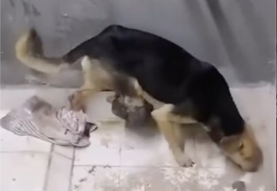 بعد أشهر من مطاردته.. بالفيديو: اصطياد كلب سند المتورم