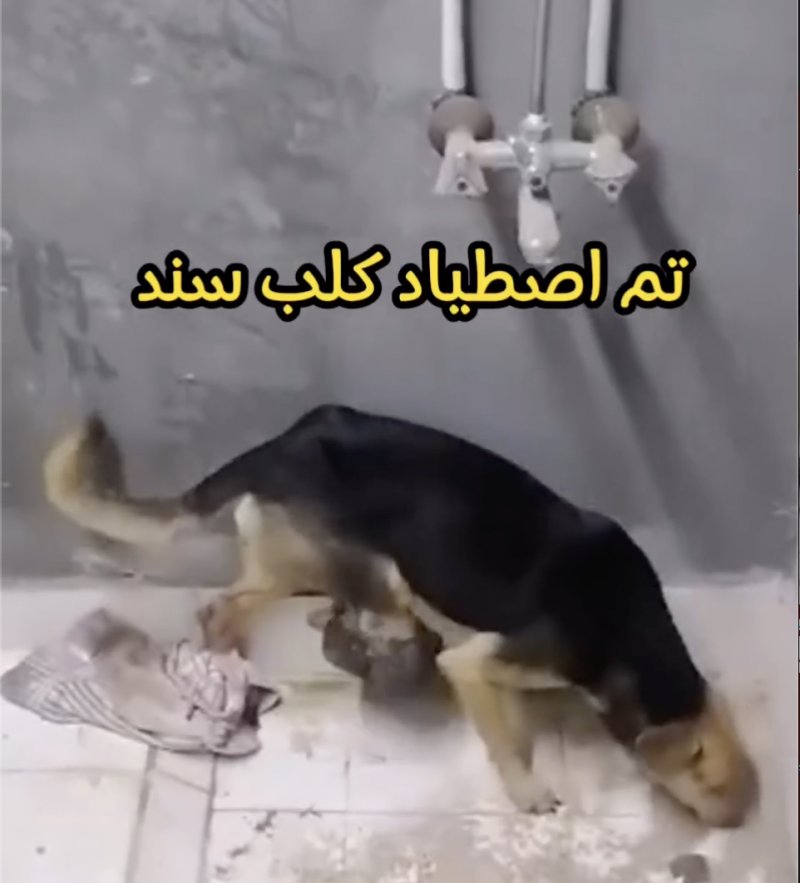 بعد أشهر من مطاردته.. بالفيديو: اصطياد كلب سند المتورم