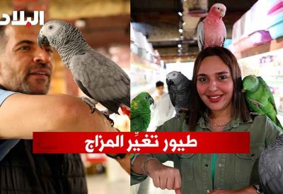 بالفيديو: طيور تغيِّر المزاج