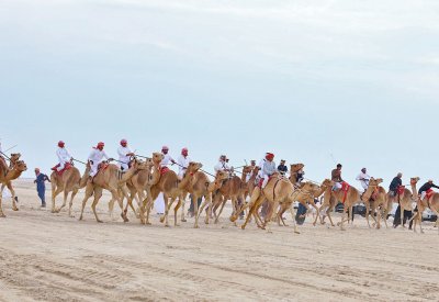 "الموروث" تنظم سباق هجن للركبي البشري