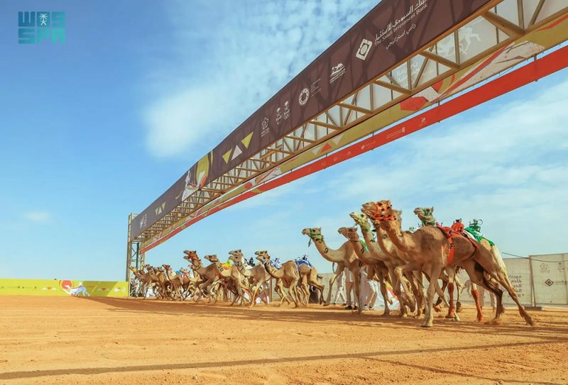 بمشاركة سبع دول .. انطلاق مهرجان خادم الحرمين الشريفين للهجن