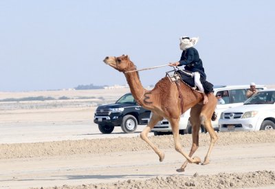 فريق "الكري" يواصل تألقه في سباق الهجن التراثي الثاني للركبي البشري