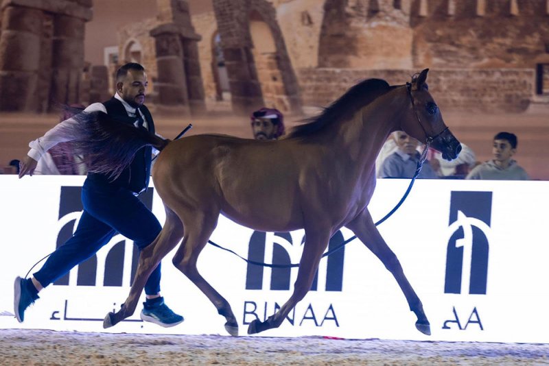 انطلاقة مميزة لمنافسات بطولة البحرين للإنتاج المحلي