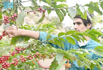 منطقة جازان.. مركز للقهوة في السعودية