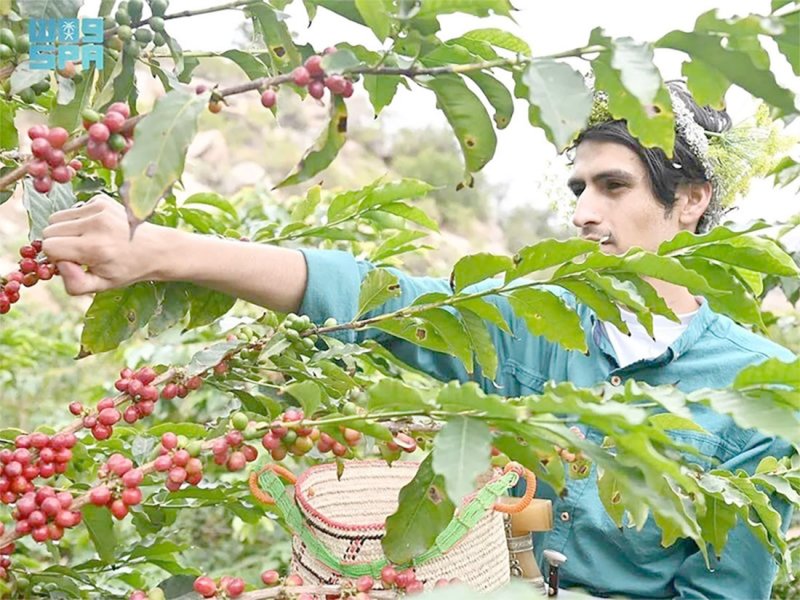 منطقة جازان.. مركز للقهوة في السعودية