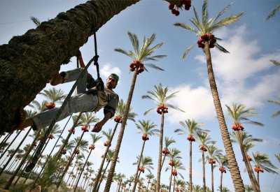 نخيل العراق في المرتبة الأولى والتمور الرابعة عالمياً