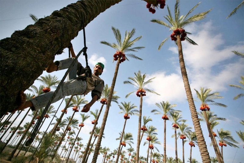 نخيل العراق في المرتبة الأولى والتمور الرابعة عالمياً