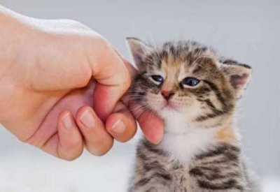 البشر ينقلون فيروسات للحيوانات أكثر مما تنقله الحيوانات لهم