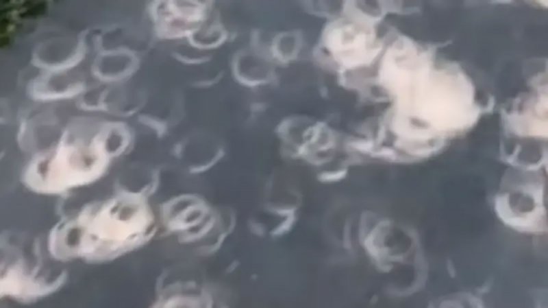 بالفيديو: ظواهر غريبة رافقت الكسوف.. العلماء عجزوا عن فك لغزها