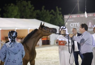 الاتحاد الملكي ينظم النسخة الأولى من دورة التحكيم الوطنية لجمال الخيل العربية