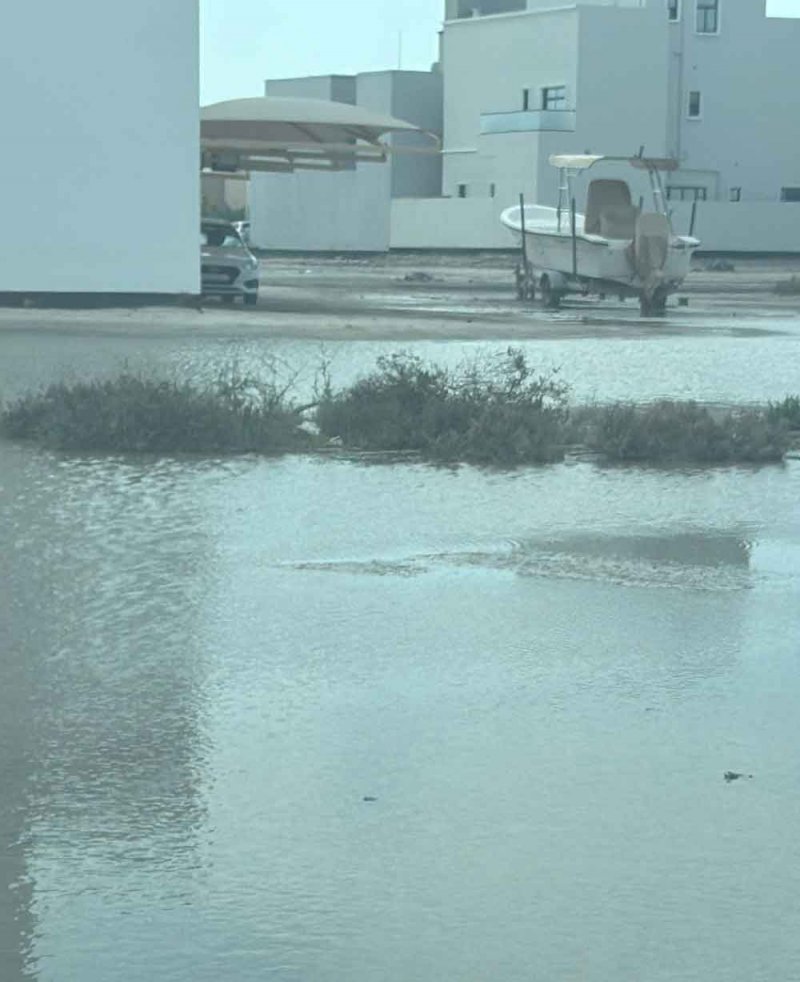 "الصحة": تكثيف مكافحة البعوض في المناطق السكنية