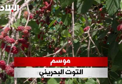 بالفيديو: موسم التوت البحريني