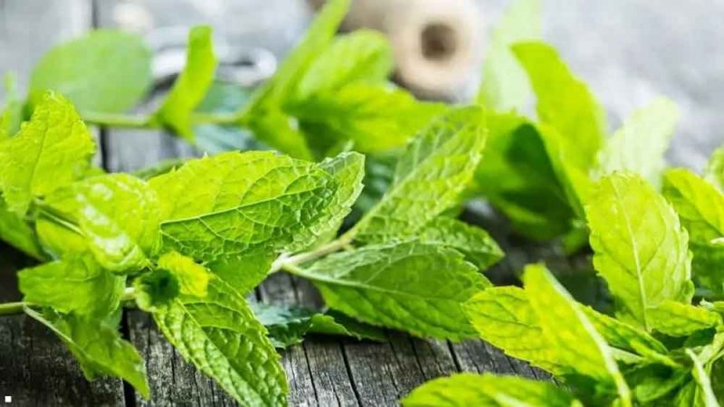 دراسة تكشف العلاقة بين رائحة النعناع ومرض الزهايمر