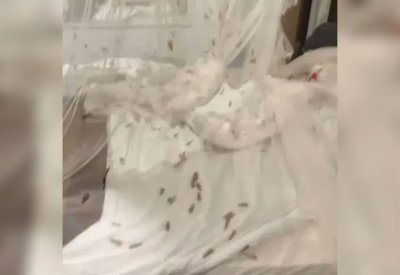 بالفيديو: غزو للحشرات يقلب رحلة سياحية إلى فيلم رعب