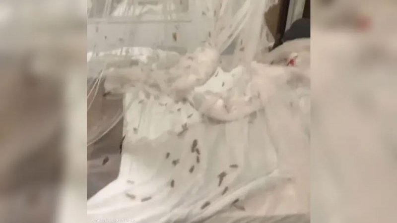 بالفيديو: غزو للحشرات يقلب رحلة سياحية إلى فيلم رعب