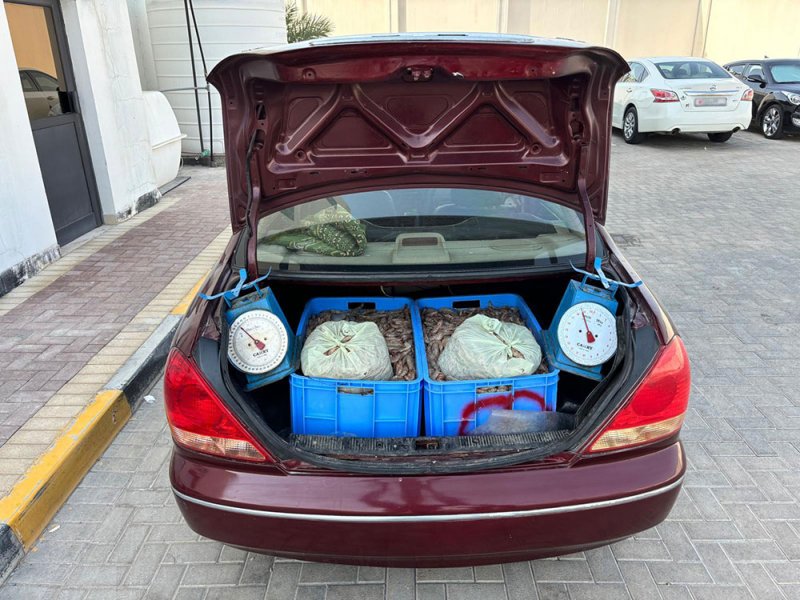 ضبط شخصين آسيويين وبحوزتهم 150 كيلو غرام من الروبيان المحظور صيده