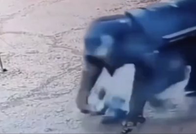 فيل يدهس مدربه بوحشية حتى الموت