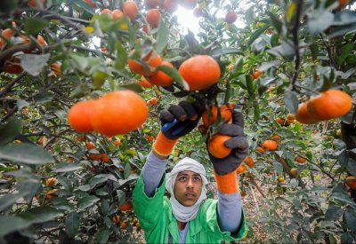 صادرات مصر الزراعية تسجل 2.9 مليار دولار في 6 أشهر