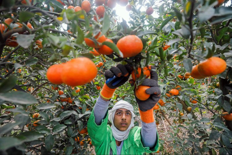 صادرات مصر الزراعية تسجل 2.9 مليار دولار في 6 أشهر