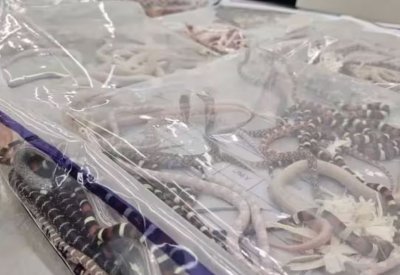 بالفيديو: رجل صيني يهرب 100 ثعبان حي في سرواله