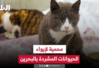 أرض بعسكر لإنشاء مشروع نموذجي لإيواء الحيوانات المشردة
