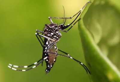 بعوضة في محافظات إيرانية تنقل حمى أخطر من كورونا