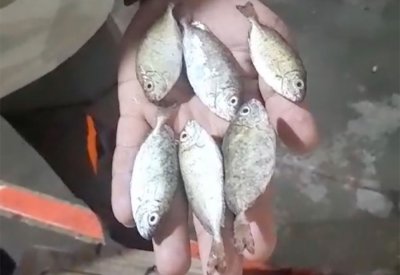 السوق المحلي يغرق بالصافي "السحيل" بحجم الأصبع