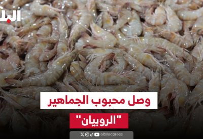 فيديو "البلاد": وصل محبوب الجماهير "الروبيان"