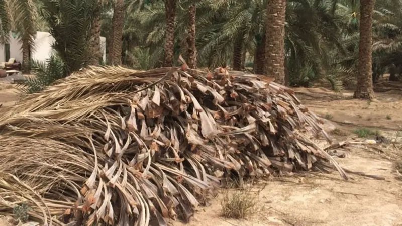 مواطن سعودي يحوّل مخلّفات النخيل إلى منتجات تحويلية